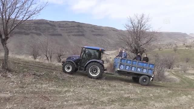 Kırsaldaki ahlat ağaçları aşılanarak 'Akçadağ armuduna' dönüştürülecek