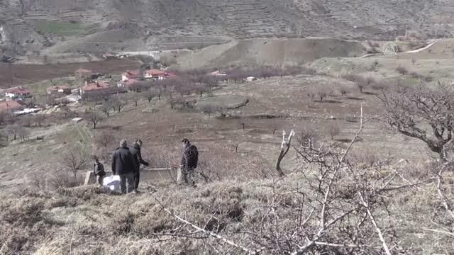 Kırsaldaki ahlat ağaçları aşılanarak 'Akçadağ armuduna' dönüştürülecek