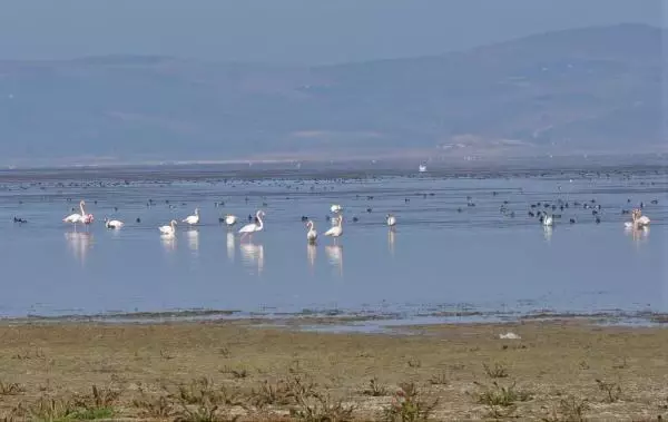 Manisa'nın 'Kuş Cenneti'nde çoğunluk sakar mekelerin