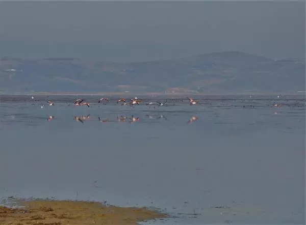 Manisa'nın 'Kuş Cenneti'nde çoğunluk sakar mekelerin
