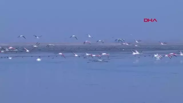 Manisa'nın 'Kuş Cenneti'nde çoğunluk sakar mekelerin