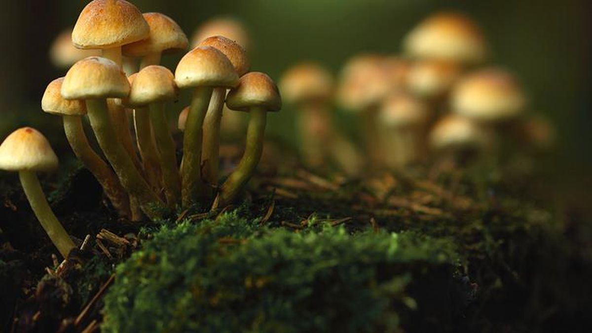 Sihirli olarak bilinen mantar, içindeki bir madde nedeniyle depresyonu tedavi ediyor