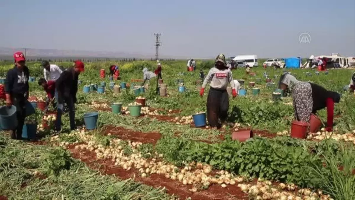 Turfanda soğan hasadına başlandı