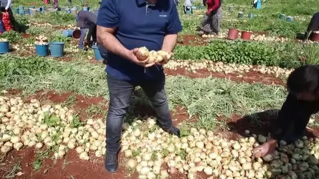 Turfanda soğan hasadına başlandı