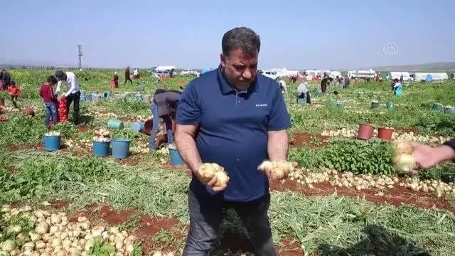 Turfanda soğan hasadına başlandı