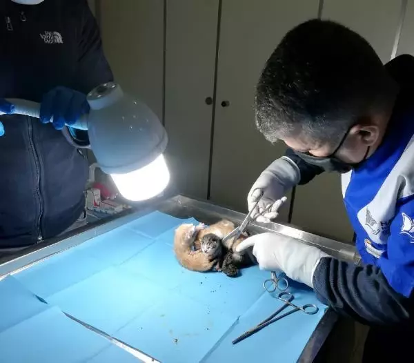 HAKKARİ YAPIŞIK BEŞİZ KEDİLER OPERASYONLA BİRBİRİNDEN AYRILDI HAKKARİ YAPIŞIK BEŞİZ KEDİLER OPERASYONLA BİRBİRİNDEN AYRILDI