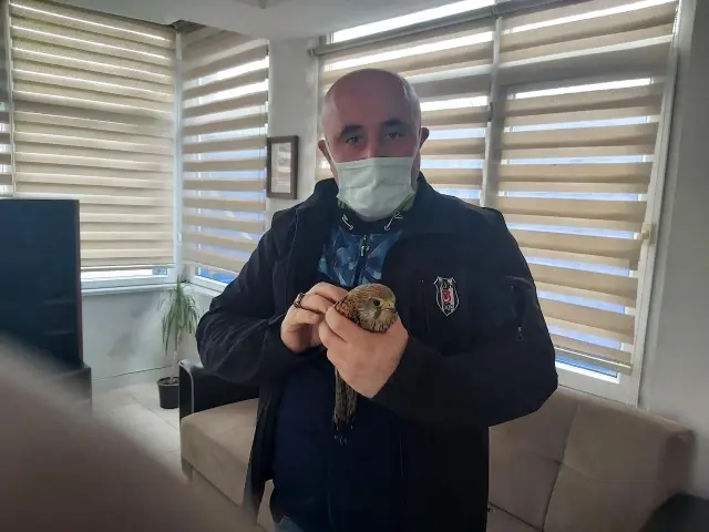 Yaralı doğan, tedavi ettirilerek doğaya salındı Yaralı doğan, tedavi ettirilerek doğaya salındı