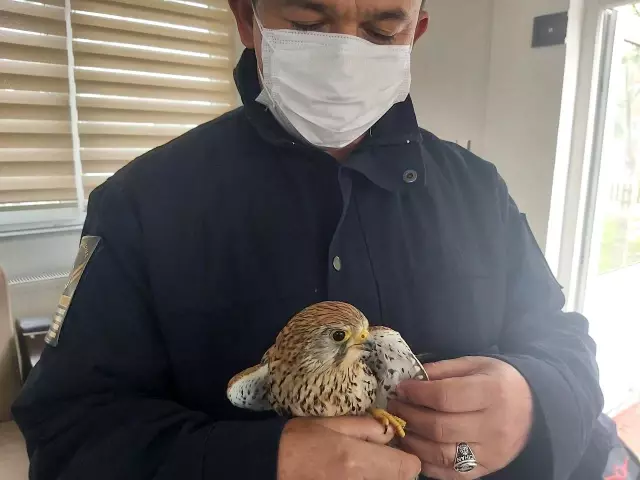 Yaralı doğan, tedavi ettirilerek doğaya salındı Yaralı doğan, tedavi ettirilerek doğaya salındı