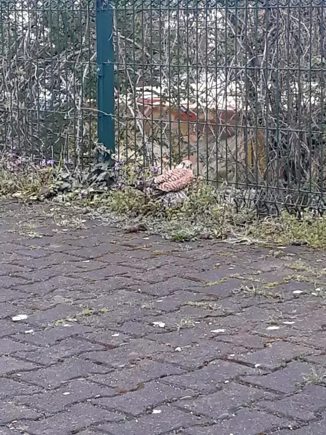 Yaralı doğan, tedavi ettirilerek doğaya salındı Yaralı doğan, tedavi ettirilerek doğaya salındı