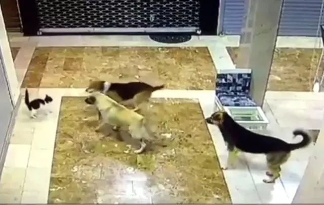Yavrusuna saldıran 3 köpeği böyle kovaladı Yavrusuna saldıran 3 köpeği böyle kovaladı