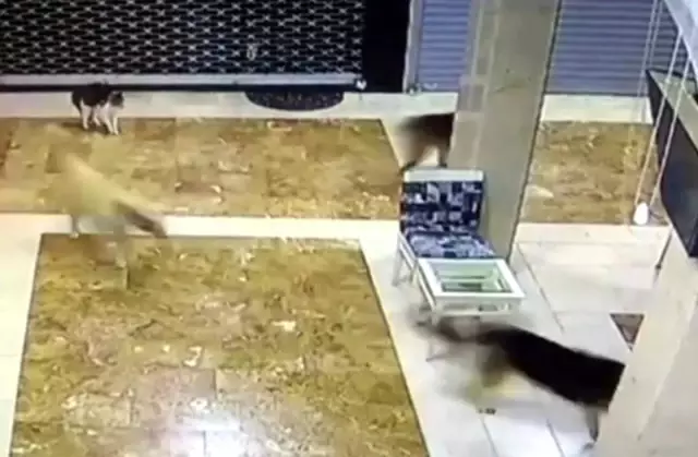 Yavrusuna saldıran 3 köpeği böyle kovaladı Yavrusuna saldıran 3 köpeği böyle kovaladı