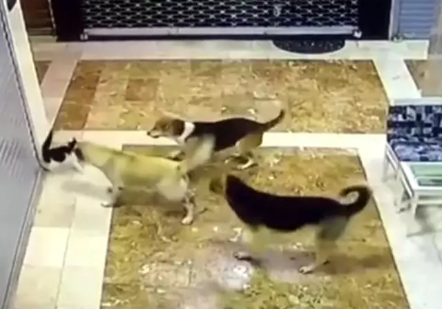 Yavrusuna saldıran 3 köpeği böyle kovaladı Yavrusuna saldıran 3 köpeği böyle kovaladı