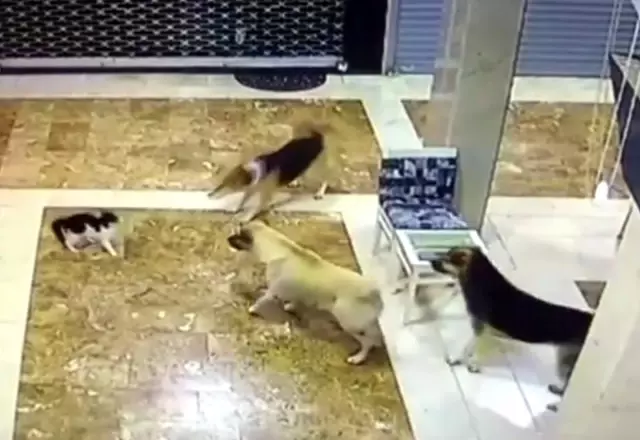 Yavrusuna saldıran 3 köpeği böyle kovaladı Yavrusuna saldıran 3 köpeği böyle kovaladı