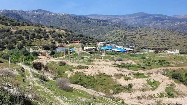 Bozdoğan'da kesilen zeytin ağaçları için vatandaşlar tepkili Bozdoğan'da kesilen zeytin ağaçları için vatandaşlar tepkili