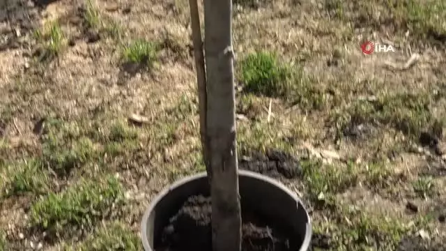 Esenyurtlu minikler ağaç dikti Esenyurtlu minikler ağaç dikti