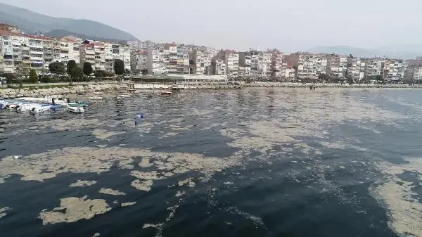 Son dakika haberleri: GEMLİK SAHİLİ, PLANKTON PATLAMASI İLE BEMBEYAZ OLDU Son dakika haberleri: GEMLİK SAHİLİ, PLANKTON PATLAMASI İLE BEMBEYAZ OLDU