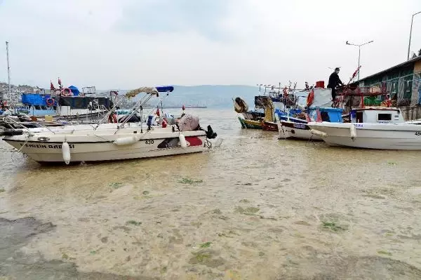 Son dakika haberleri: GEMLİK SAHİLİ, PLANKTON PATLAMASI İLE BEMBEYAZ OLDU Son dakika haberleri: GEMLİK SAHİLİ, PLANKTON PATLAMASI İLE BEMBEYAZ OLDU