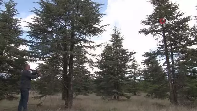 Kuzey Amerika kökenli istilacı böcek, Doğu Anadolu'ya giriş yaptı Kuzey Amerika kökenli istilacı böcek, Doğu Anadolu'ya giriş yaptı