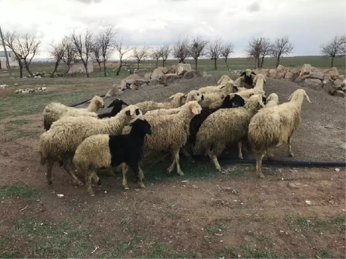 Niğde'de koyun hırsızları yakalandı