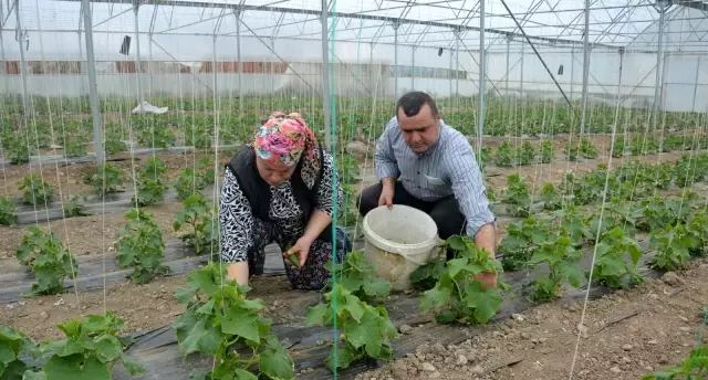 Öğretmenliği bıraktı, çiftlik kurdu Öğretmenliği bıraktı, çiftlik kurdu