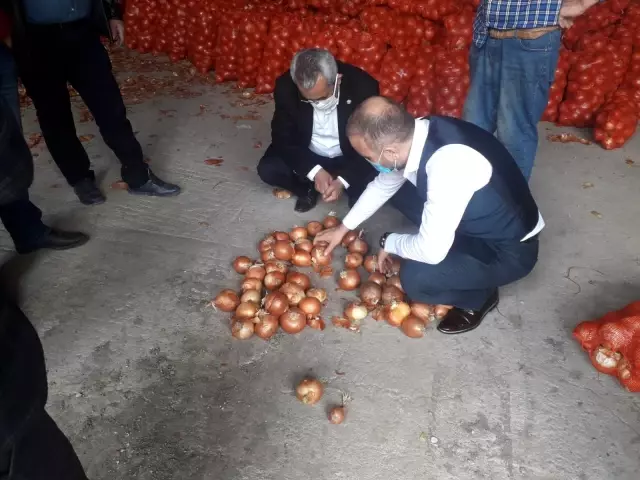 Amasya'da kuru soğan alımı başladı Amasya'da kuru soğan alımı başladı