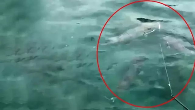 Antalya'da endişelendiren görüntüler! Sürü halinde geldiler, vatandaşlar deniz sezonu için kaygılı Antalya'da endişelendiren görüntüler! Sürü halinde geldiler, vatandaşlar deniz sezonu için kaygılı