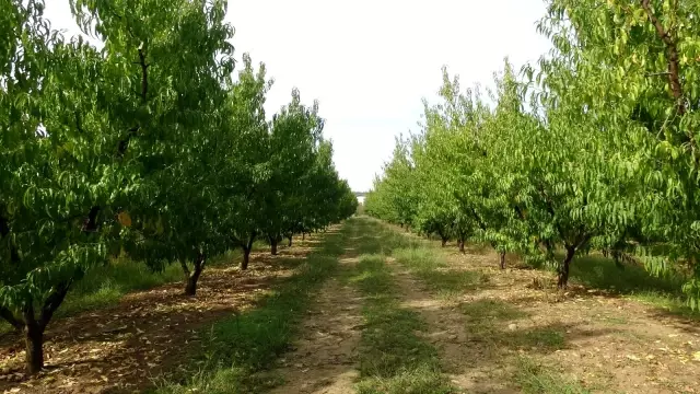 Bayramiç Beyazı Avrupa Birliği coğrafi işaret tesciline kavuştu Bayramiç Beyazı Avrupa Birliği coğrafi işaret tesciline kavuştu