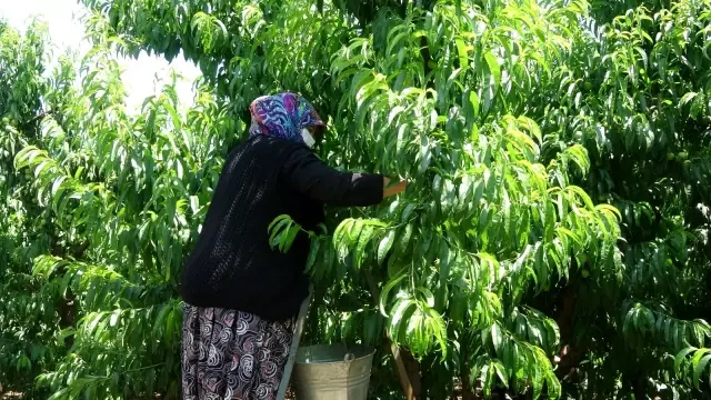 Bayramiç Beyazı Avrupa Birliği coğrafi işaret tesciline kavuştu Bayramiç Beyazı Avrupa Birliği coğrafi işaret tesciline kavuştu
