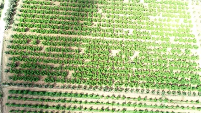 Bayramiç Beyazı Avrupa Birliği coğrafi işaret tesciline kavuştu Bayramiç Beyazı Avrupa Birliği coğrafi işaret tesciline kavuştu