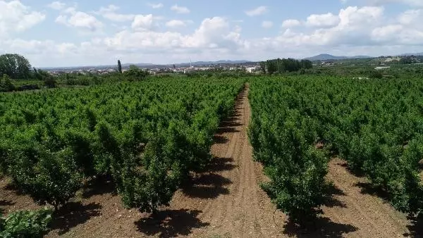 ÇANAKKALE BAYRAMİÇ BEYAZI, AVRUPA BİRLİĞİ'NDE TESCİLLENDİ- - YENİDEN ÇANAKKALE BAYRAMİÇ BEYAZI, AVRUPA BİRLİĞİ'NDE TESCİLLENDİ- - YENİDEN