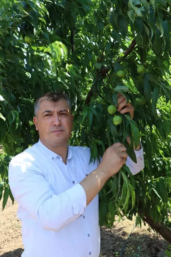 ÇANAKKALE BAYRAMİÇ BEYAZI, AVRUPA BİRLİĞİ'NDE TESCİLLENDİ- - YENİDEN ÇANAKKALE BAYRAMİÇ BEYAZI, AVRUPA BİRLİĞİ'NDE TESCİLLENDİ- - YENİDEN