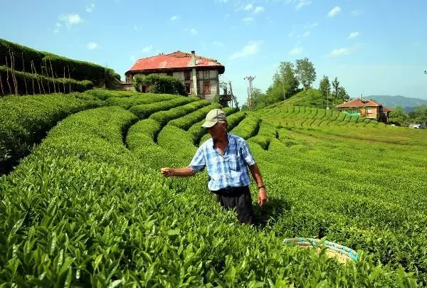 Çay tarımında 83 yıl sonra değişim başlıyor! Verimin artırılması için bahçeler yenilenecek Çay tarımında 83 yıl sonra değişim başlıyor! Verimin artırılması için bahçeler yenilenecek