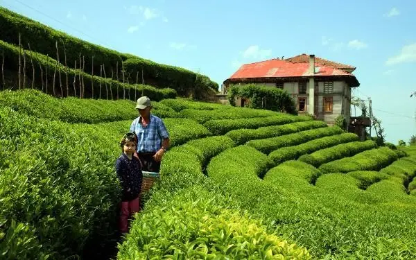 Çay tarımında 83 yıl sonra değişim başlıyor! Verimin artırılması için bahçeler yenilenecek Çay tarımında 83 yıl sonra değişim başlıyor! Verimin artırılması için bahçeler yenilenecek