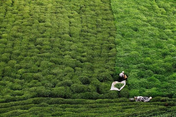 Çay tarımında 83 yıl sonra değişim başlıyor! Verimin artırılması için bahçeler yenilenecek