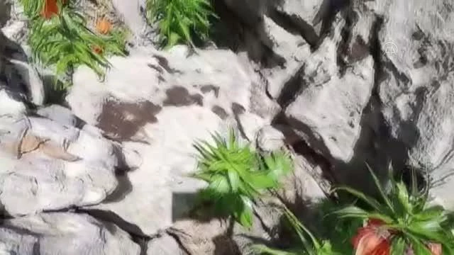 DİYARBAKIR - Sakız Dağı'nda açan ters laleler görsel şölen sunuyor