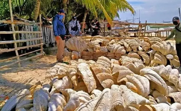 Filipinler'de, 25 milyon dolar değerinde yasa dışı midye kabukları ele geçirildi Filipinler'de, 25 milyon dolar değerinde yasa dışı midye kabukları ele geçirildi