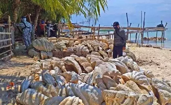 Filipinler'de, 25 milyon dolar değerinde yasa dışı midye kabukları ele geçirildi Filipinler'de, 25 milyon dolar değerinde yasa dışı midye kabukları ele geçirildi