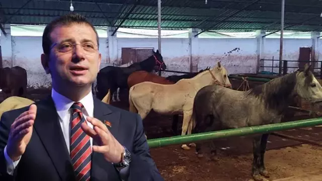 İBB'nin Adalar'dan toplatıp sahiplendirdiği atlar tartışma konusu oldu! Hatay'a gönderilen 50 at kayıp İBB'nin Adalar'dan toplatıp sahiplendirdiği atlar tartışma konusu oldu! Hatay'a gönderilen 50 at kayıp