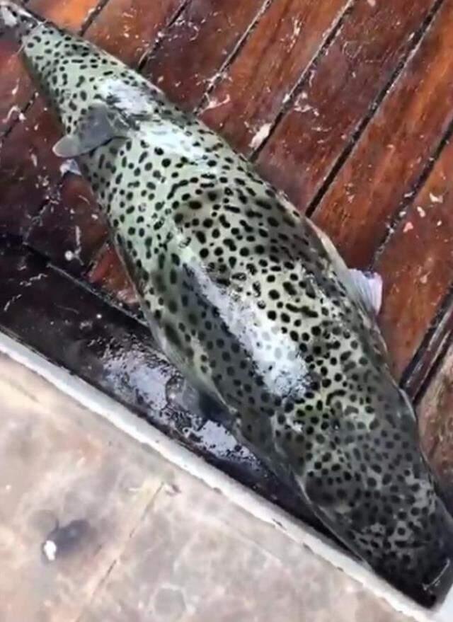 Lara sahilinde zehirli balon balığı sürüsü görüntülendi Lara sahilinde zehirli balon balığı sürüsü görüntülendi