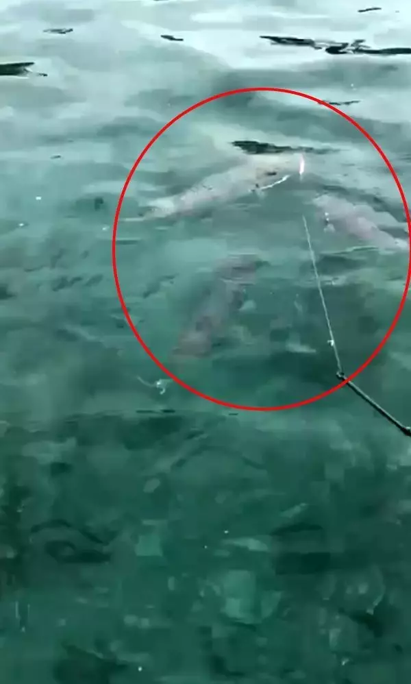 Antalya'da endişelendiren görüntüler! Sürü halinde geldiler, vatandaşlar deniz sezonu için kaygılı Antalya'da endişelendiren görüntüler! Sürü halinde geldiler, vatandaşlar deniz sezonu için kaygılı