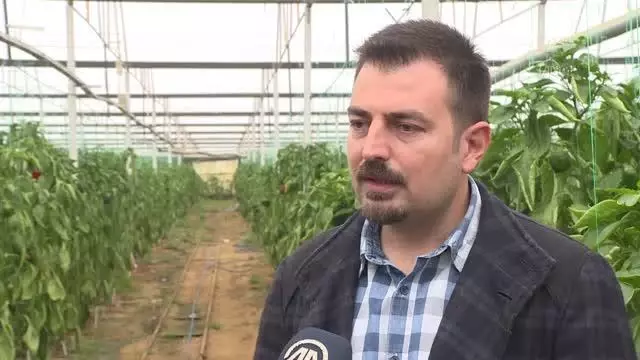 Antalya'da tarımsal ürünlerin kalitesinden yararlı böceklerle ödün verilmiyor Antalya'da tarımsal ürünlerin kalitesinden yararlı böceklerle ödün verilmiyor