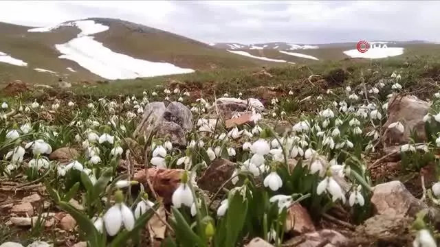 Baharın ve yazın habercisi beyaz kardelenler çiçek açtı Baharın ve yazın habercisi beyaz kardelenler çiçek açtı