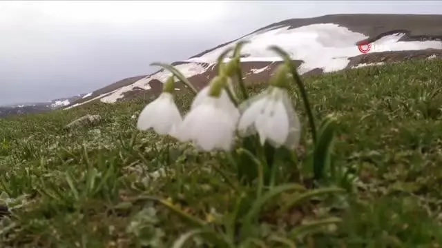 Baharın ve yazın habercisi beyaz kardelenler çiçek açtı Baharın ve yazın habercisi beyaz kardelenler çiçek açtı