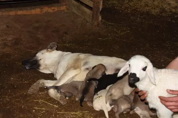 Çoban köpeği, kuzunun 'süt annesi' Çoban köpeği, kuzunun 'süt annesi'