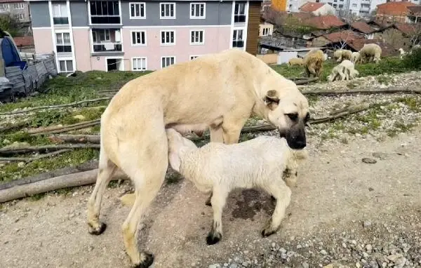 Çoban köpeği, kuzunun 'süt annesi' Çoban köpeği, kuzunun 'süt annesi'