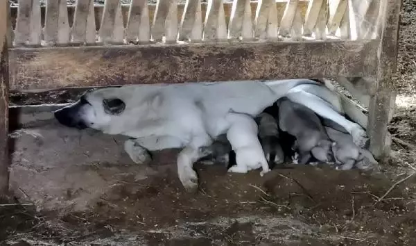 Çoban köpeği, kuzunun 'süt annesi' Çoban köpeği, kuzunun 'süt annesi'