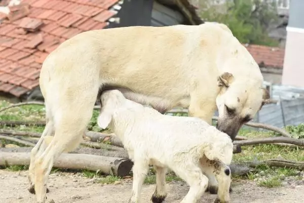Çoban köpeği, kuzunun 'süt annesi' Çoban köpeği, kuzunun 'süt annesi'