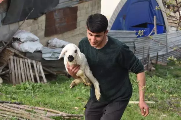 Çoban köpeği, kuzunun 'süt annesi' Çoban köpeği, kuzunun 'süt annesi'