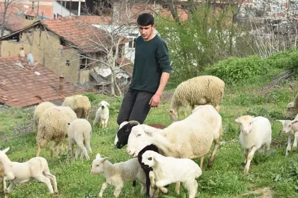 Çoban köpeği, kuzunun 'süt annesi' Çoban köpeği, kuzunun 'süt annesi'