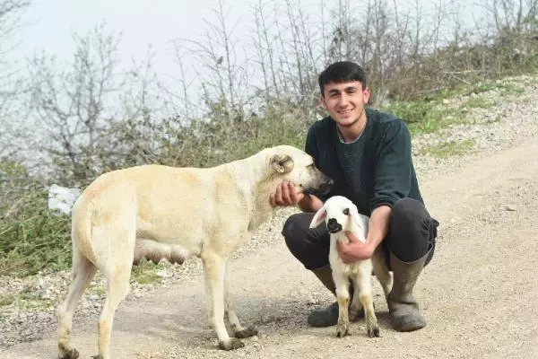 Çoban köpeği, kuzunun 'süt annesi' Çoban köpeği, kuzunun 'süt annesi'